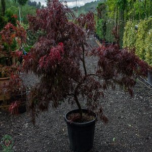 Javor dlaňolistý (Acer rossi palmatum) ´DISSEKTUM TAMUKEYAMA´ - výška 120-150cm, kont. C30L - BONSAJ